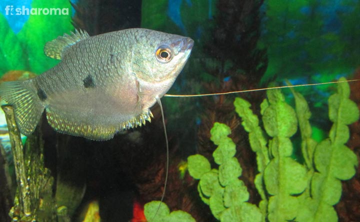 Three-Spot Gourami Fish