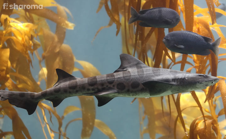 Cat Shark In A Fish Aquarium