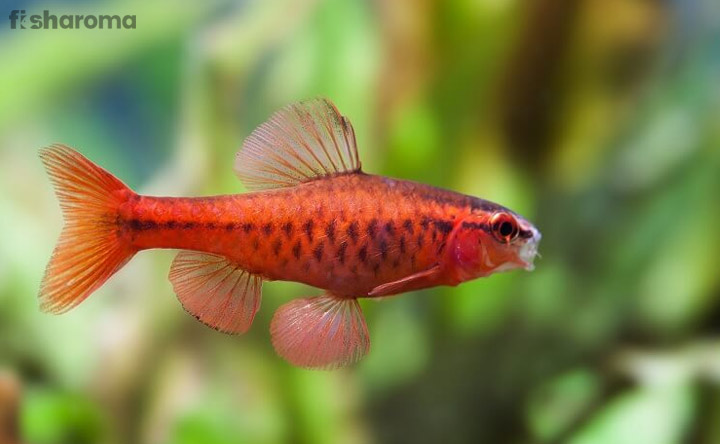 Cherry Barb - Freshwater Fish