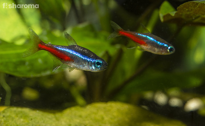 Two Neon Tetra In Natural Domain