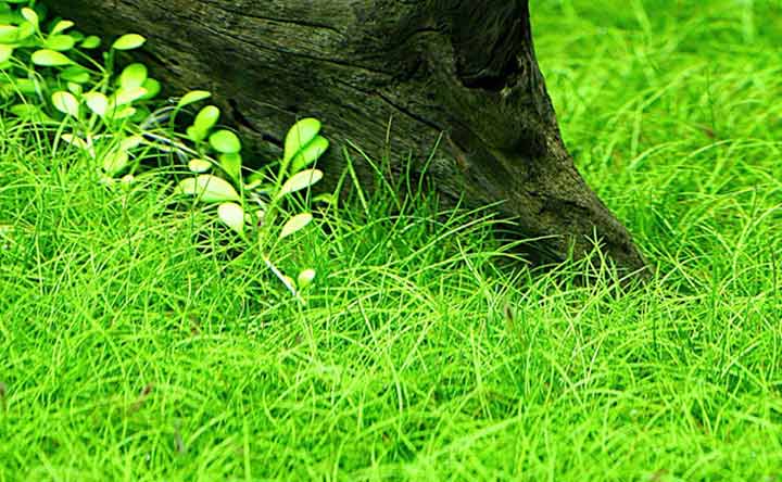 Dwarf Hairgrass - Aquatic Plant