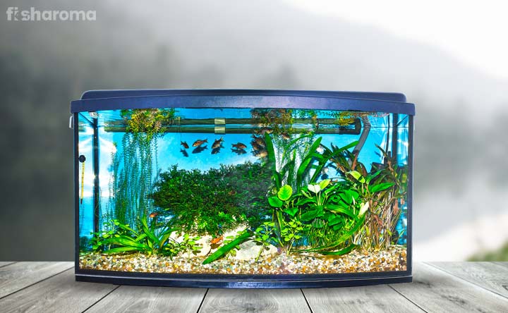 Planted aquarium Tank