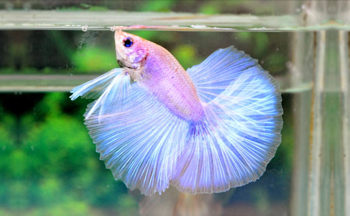 Albino Betta Fish