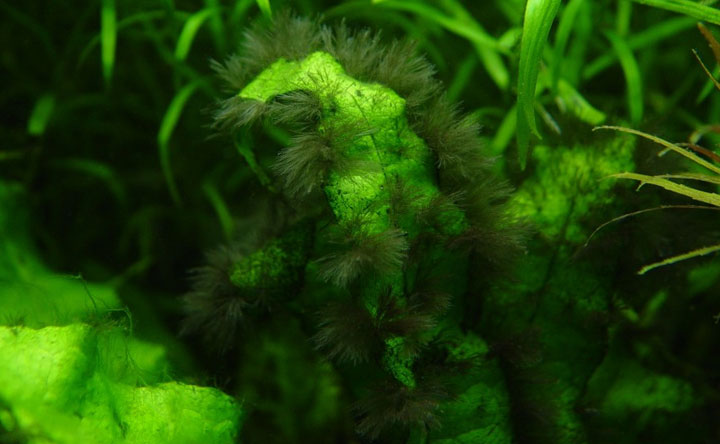 Black Beard Algae - How to get rid of them