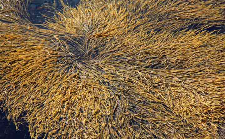 Brown Algae - How to get rid of them