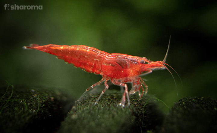 dør spil håndtag Cherry Shrimp Care Guide - Feeding, Breeding, Tank Setup and More