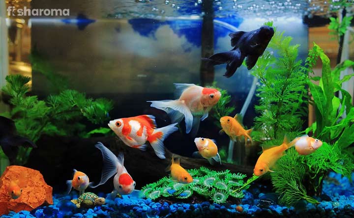 Different types of Goldfish in Aquarium tank