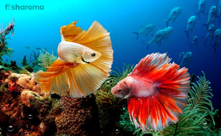 Two Betta Fish In Its Aquarium