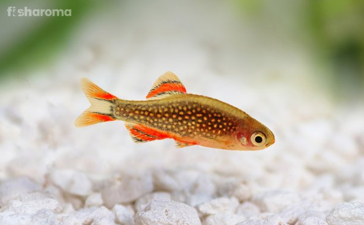 Celestial Pearl Danio - Freshwater Fish