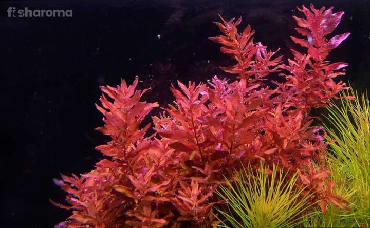 Low Light Aquarium Plants for Beginners