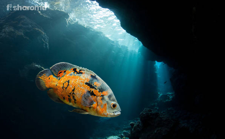 Oscar fish in its natural habitat