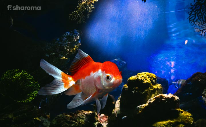 Oranda Goldfish in its natural habitat