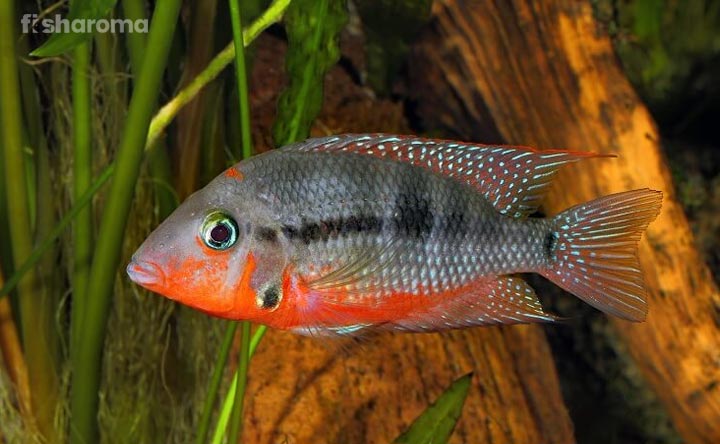 Firemouth Cichlid - Freshwater Fish