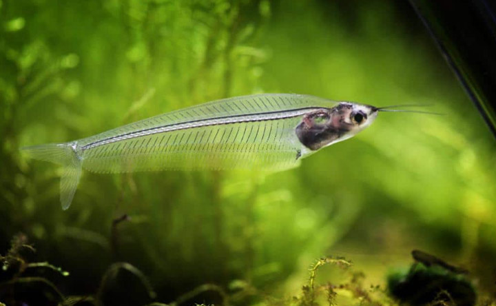 Glass Catfish In A Fish Aquarium