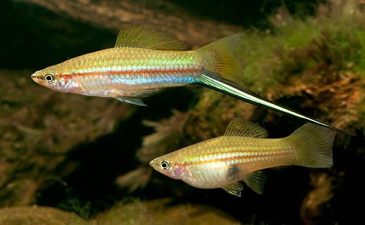 21 Most Popular Freshwater Fish That You Need to Bring Home Today