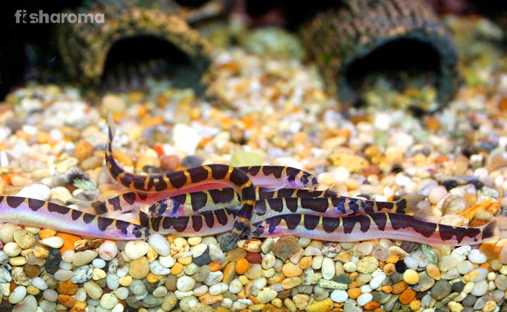 Kuhli Loach on the substrate