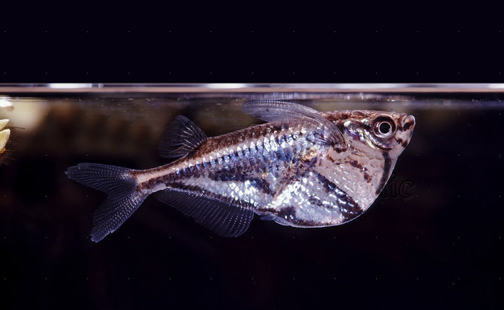 Marble Hatchet Fish