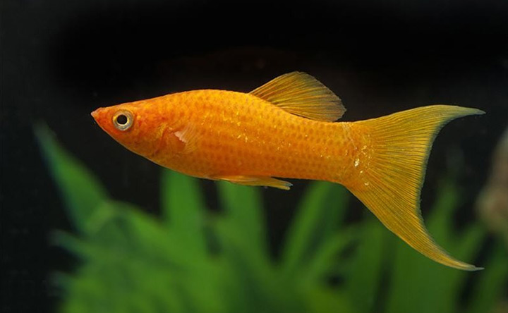 21 Most Popular Freshwater Fish That You Need to Bring Home Today