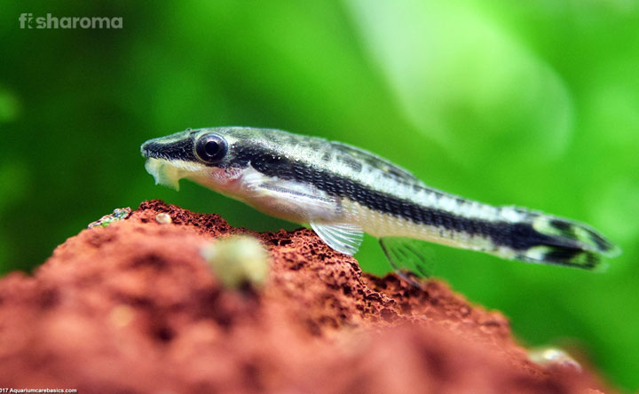 Otocinclus Catfish in its natural habitat