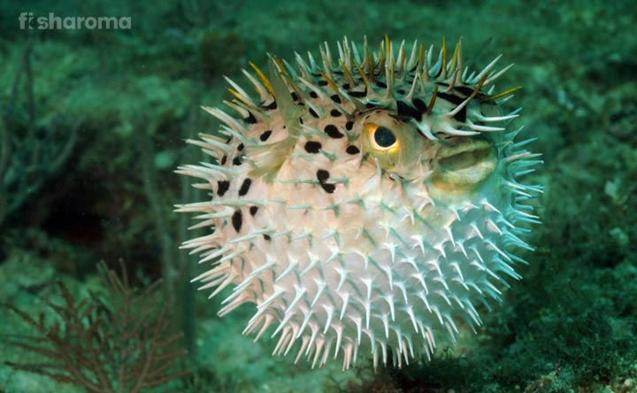 Pufferfish in its natural habitat