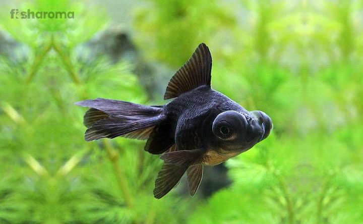 Black Moor Goldfish In A Fish Aquarium