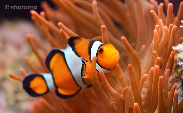 Clownfish in its natural habitat