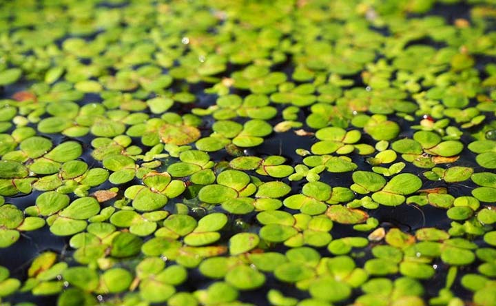 Duckweed- Floating Aquatic Plant