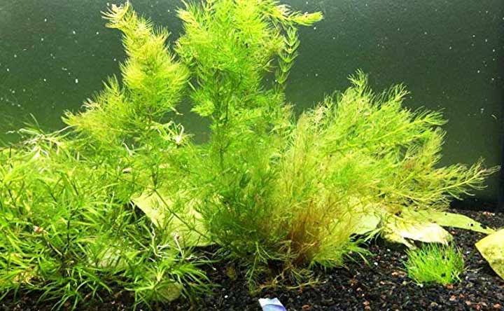 Hornwort- Floating aquatic plant