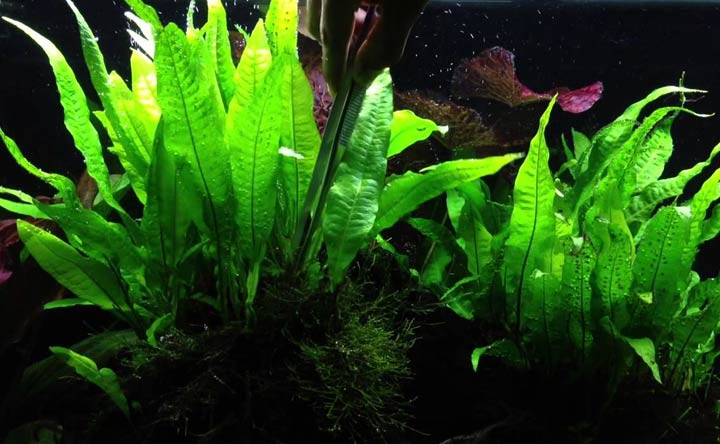 Java Fern- Low Light aquatic plant