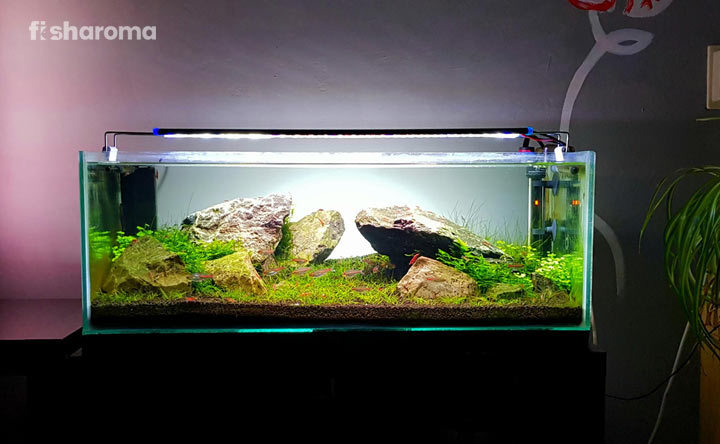Betta Fish Tank Decorations – Best Ideas to Keep Your Pet Fish Happy