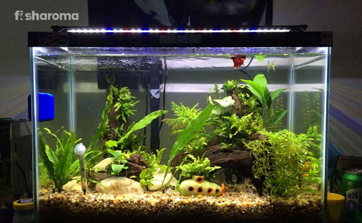 20 Gallon Aquarium Tank