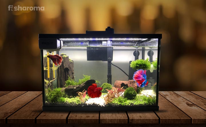 Fish tank accessory hi-res stock photography and images - Alamy