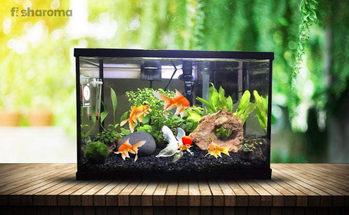 cool goldfish tank ideas