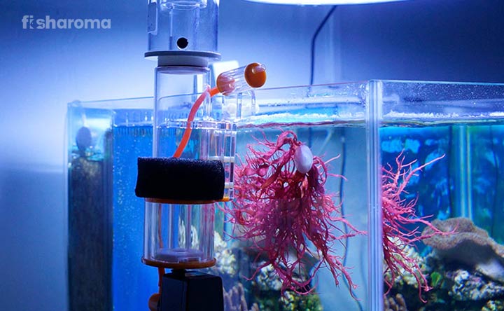 Best Protein Skimmers for Aquariums