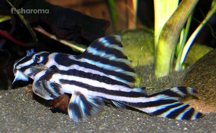 Zebra Pleco on the substrate