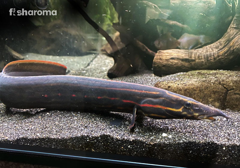 Fire Eel In A Fish Aquarium