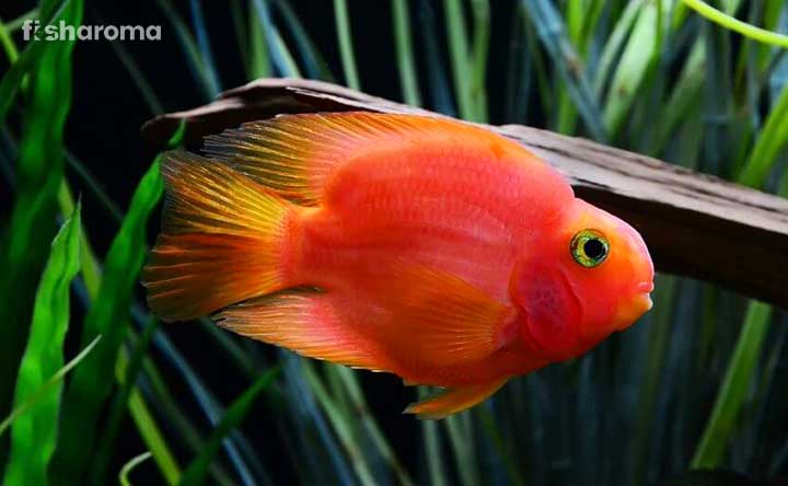 A Blood Parrot Cichlid in their natural habitat