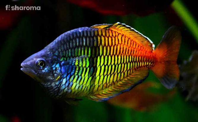 A Boesmani Rainbow fish in its natural habitat