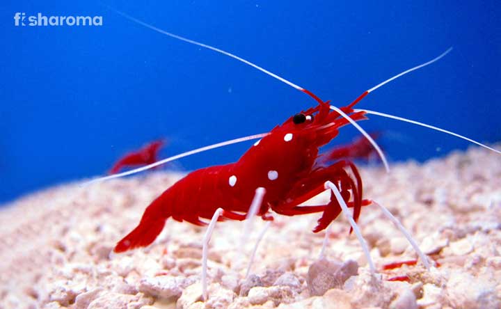 A Fire Shrimp swimming gracefully in the water tank.