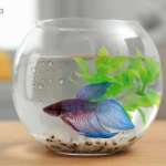 Betta fish in a round fish bowl