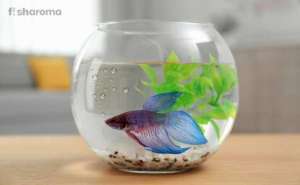Betta fish in a round fish bowl