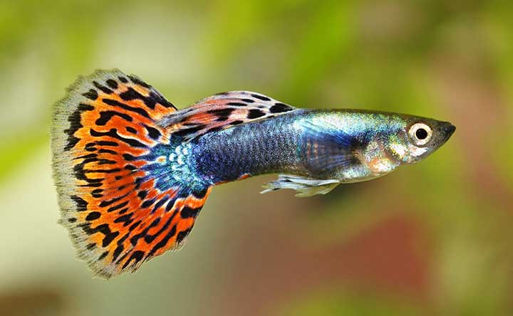 Guppy fish can survive in a 1.5-gallon bowl with ease.
