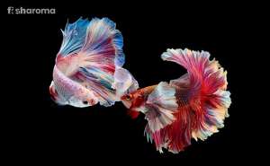 Differently coloured Plakat Betta swimming, facing each other.