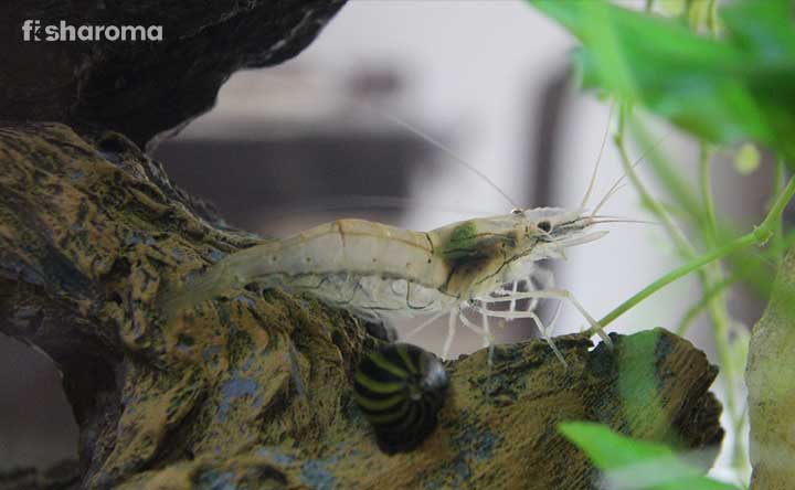 A Whisker Shrimp in its natural habitat.