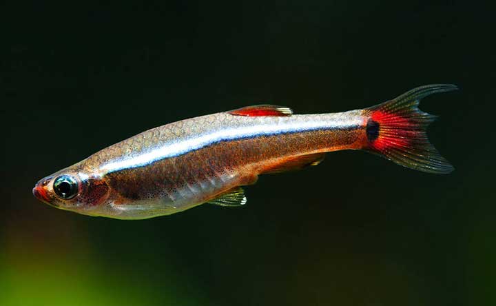 A regular White Cloud Mountain minnow, about 5 of them can survive in a 3-gallon fish bowl.