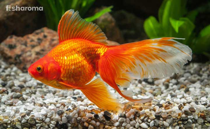 Fantail Goldfish Swimming