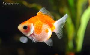 Pearlscale Goldfish in its Habitat