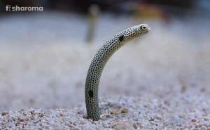 A Spotted Garden Eel in its burrow