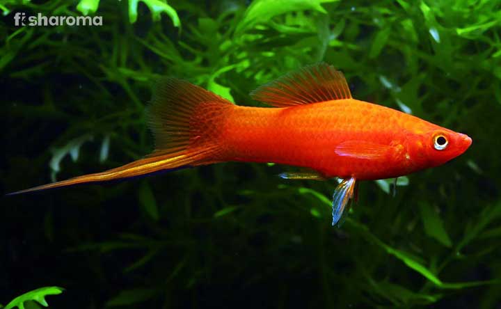 A Swordtail Fish in the water