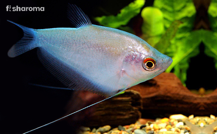 A Moonlight Gourami swimming gracefully in water.